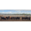 Image 4 : Block's Ranching Ltd. - 685# May Delivery Heifers - 44 Head (Bow Island, AB)