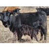 Image 1 : Rafter B Ranch - 40 Simm/Angus X Pairs (Gronlid, SK)