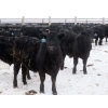 Image 8 : D & N Livestock - 900# February Delivery Steers - 68 Head (Peebles, SK)