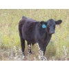 Image 7 : Clay Ridge Stock Farms Inc. - 460# November Delivery Steer Calves - 80 Head (Fairlight, SK)
