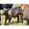 Image 10 : Owen Salisbury - 550# October Delivery Steer Calves - 50 Head (Norquay, SK)