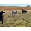 Image 8 : George Ranching - 600# November Delivery Steer Calves - 100 Head (Marwayne, AB)