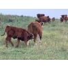 Image 19 : Malarky Farms - 35 Red/Red X Cow/Calf Pairs (Newdale, MB)