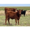 Image 4 : Sheerness Farms (Travis & Stacie Hickle) - 515# Steer Calves - 40 Head (Hanna, AB)
