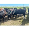 Image 11 : Jay Be Acres Ltd. - 950# July Delivery Grass Heifers - 62 Head (Deloraine, MB)