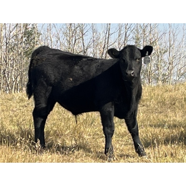 Calberta Farms/McMillin Ranching - 500# November Delivery Steer Calves - 105 Head (Hanna, AB)