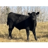 Image 1 : Calberta Farms/McMillin Ranching - 500# November Delivery Steer Calves - 105 Head (Hanna, AB)