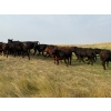 Image 6 : Daryk & Bonnie Simonson - 750# September Delivery Grass Heifers - 39 Head (Dinsmore, SK) VBP+