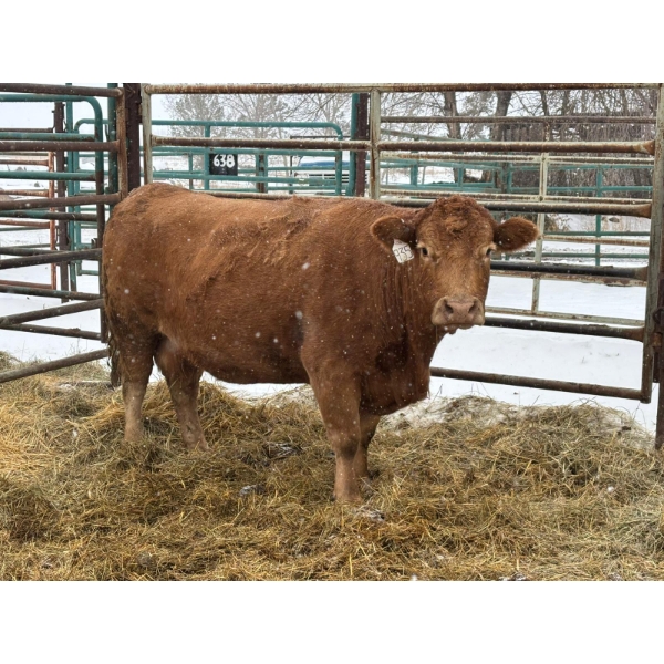 Grant Birchall & Twila Clark-Birchall - 1 Mature Cow (Pen 136)