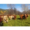 Image 2 : Squaw Valley Ranch - 740# October Steer Calves - 85 Head (Lumby, BC)