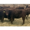 Image 7 : Clear Lake Farming Co. - 690# November Weaned Heifers - 62 Head (Stavely, AB)