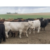 Image 10 : R7 Farms - 720# September Delivery Heifer Calves - 35 Head (Crossfield, AB)