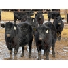 Image 2 : Leon Torkelson - 700# March Delivery Heifers - 60 Head (Millicent, AB)