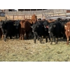 Image 4 : Reid Ranching Cremona - 690# January Delivery Steers - 90 Head (Cremona, AB)