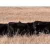 Image 3 : Carlyle Cattle Company - 22 Black Angus X May/June Calving Bred Heifers (Blackfalds, AB)