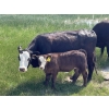 Image 22 : McLeod Cattle Co. - 580# October Delivery Steer Calves - 95 Head (Claydon, SK) VBP+