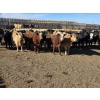 Image 2 : Downie Lake Colony - 860# March Delivery Heifers - 111 Head (Maple Creek, SK)