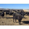 Image 13 : Downie Lake Colony - 860# March Delivery Heifers - 210 Head (Maple Creek, SK)