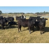 Image 4 : Chris, Debbie & Dwayne Wimmer - 820# September Delivery Grass Heifers - 72 Head (Lundar, MB)