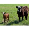 Image 5 : Sherwyn Torkelson - 10 Black/BBF 1st Calf Pairs (Patricia, AB)