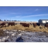 Image 13 : Merrick & Donald Campbell - 26 RWF/BWF April/May Calving Bred Heifers (Calahoo, AB)