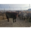 Image 2 : Ribbon Creek Ranch - 6 Red Heifers (Pen 314 - 316) 1033# avg