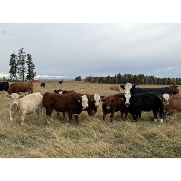 Jason & Jenna Packer - 760# October Delivery Heifer Calves - 60 Head (Sundre, AB)