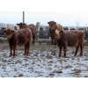 Image 8 : Breault Ranching Ltd. - 685# April Delivery Steers - 240 Head (Ste. Rose, MB) VBP+