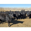 Image 15 : Downie Lake Colony - 860# March Delivery Heifers - 350 Head (Maple Creek, SK)