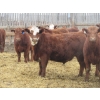 Image 4 : Helland Land & Cattle Co. Ltd. - 992# March Delivery Steers - 100 Head (Lomond, AB)