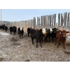 Image 2 : Ron Holmes - 677# March Delivery Heifers - 41 Head (Cochrane, AB)