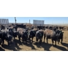 Image 3 : Ripple Rock Ranch - 690# April/May Delivery Heifers - 90 Head (Fincastle, AB)