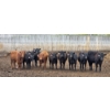 Image 3 : Block's Ranching Ltd. - 685# May Delivery Heifers - 44 Head (Bow Island, AB)
