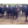 Image 3 : Turtleview Livestock - 850# June Delivery Heifers - 68 Head (Goodlands, MB) VBP+