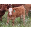 Image 3 : Mebs Ranch - 675# Steer Calves - 115 Head (Broadview, SK) VBP+