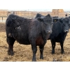 Image 6 : Habraken Farms Ltd. - 825# March Delivery Heifers - 76 Head (Scandia, AB)