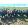 Image 2 : Jay Be Acres Ltd. - 950# July Delivery Grass Heifers - 62 Head (Deloraine, MB)