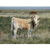 Image 5 : F Nester Ranching - 480# October Delivery Steer Calves - 90 Head (Picture Butte, AB) VBP+