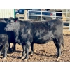 Image 2 : Cornerglen Ranching (Deschamps) - 5 Black Angus April/May Calving Bred Heifers (Crestomere, AB)