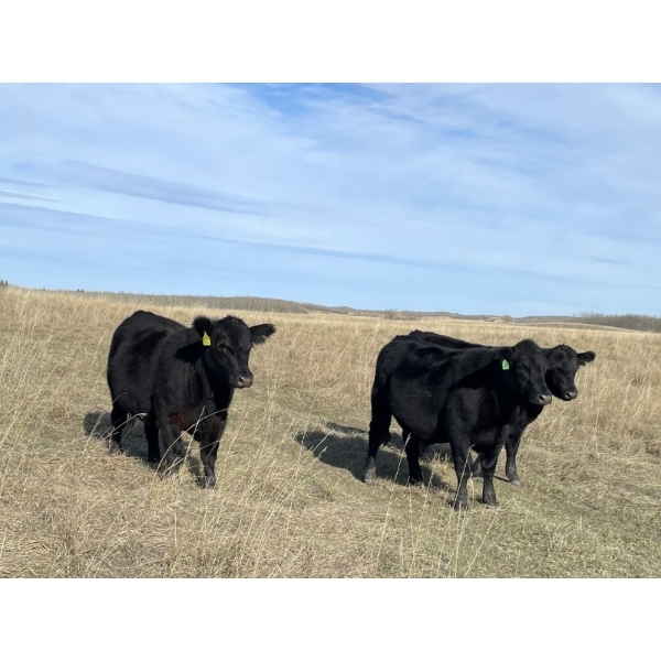 Vern Campbell - 850# Oct/Nov Grass Steers - 72 Head (North Battleford, SK)