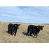 Image 1 : Vern Campbell - 850# Oct/Nov Grass Steers - 72 Head (North Battleford, SK)