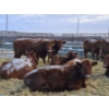 Image 6 : Count Ridge Stock Farms - 6 Red Heifers (Pen 518)