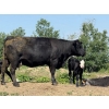Image 9 : Lee Johnston - 35 Black/Black X Cow/Calf Pairs (Welwyn, SK)