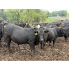 Image 10 : French's Farm - 1025# October Delivery Steers - 180 Head (Kelwood, MB)