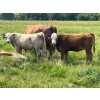 Image 6 : Wayne & Logan Lytwyn - 645# Oct/Nov Delivery Steer Calves - 190 Head (Winnipegosis, MB)