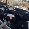 Image 3 : Idaho Dairies/Ranches - 94 Mixed (Burley, ID)