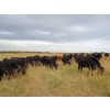 Image 6 : Jim Glanville - 975# Sept/Oct Grass Steers - 64 Head (North Battleford, SK)