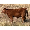 Image 4 : Niwa Ranching - 530# Heifer Calves - 65 Head (Acadia Valley, AB)