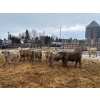 Image 2 : Franklin Cattle Co. - 625# December Weaned Steers - 78 Head (Marwayne, AB)