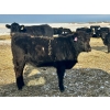 Image 19 : Bruce & Heather Clayton - 580# December Delivery Heifer Calves - 105 Head (Strathmore, AB)